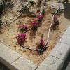 Irrigation pipes for the flowers on a public street.