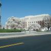 flowering trees in dc