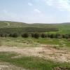 The beautiful olive and argan trees planted by the people of Maskiot