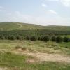 Olive and argan trees planted in rows in Maskiot