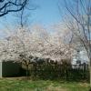 someone's backyard cherry blossoms