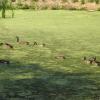 Brookside - geese in the green stuff