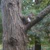 A squirrel eating, July 27