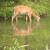 Great Falls, deer in water