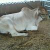 County Fair, a cow in repose