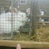 In the rabbit house, a big white rabbit