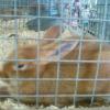 County Fair, rabbit