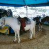 County Fair, horse rides for children