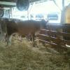 County Fair, cows