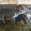 County Fair, calf