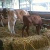 County Fair, cows