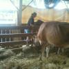 County Fair, girl feeds cows