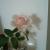 my pink rose 